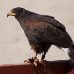 Hawk
