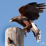 Hawk