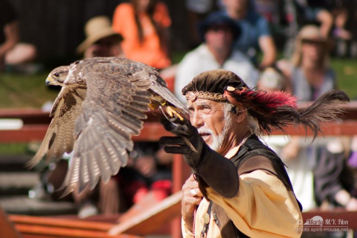 Falconry