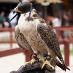 Masked Falcon #1
