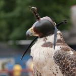 Masked Falcon #2