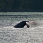 Fluke of a humpback Whale