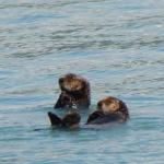 Sea Otters