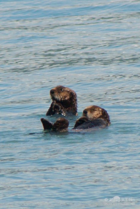 Sea Otters