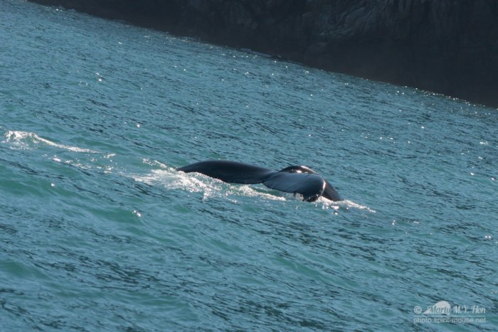 Fluke of a Humpback Whale