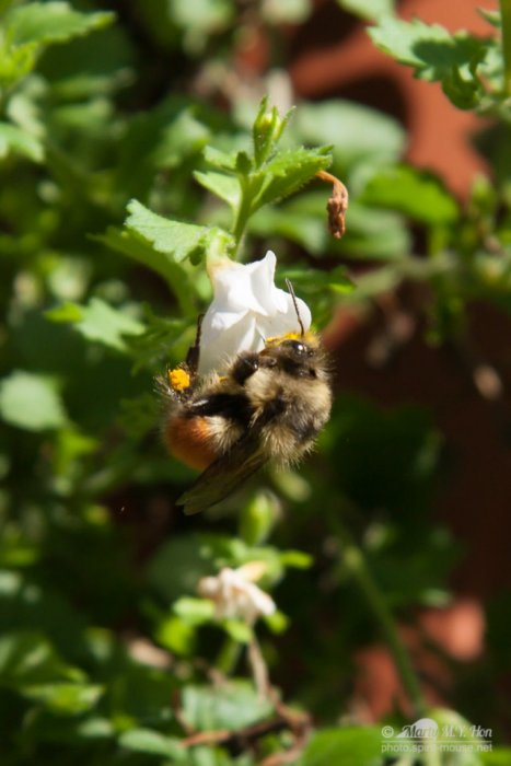 Orange Rumped Bumble Bee (Bombus melanopygus)