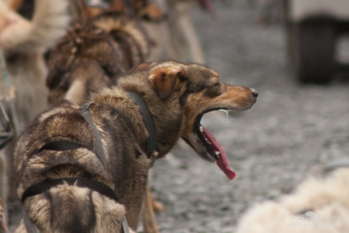 Seavey's Ididaride Tour, Seward, Alaska