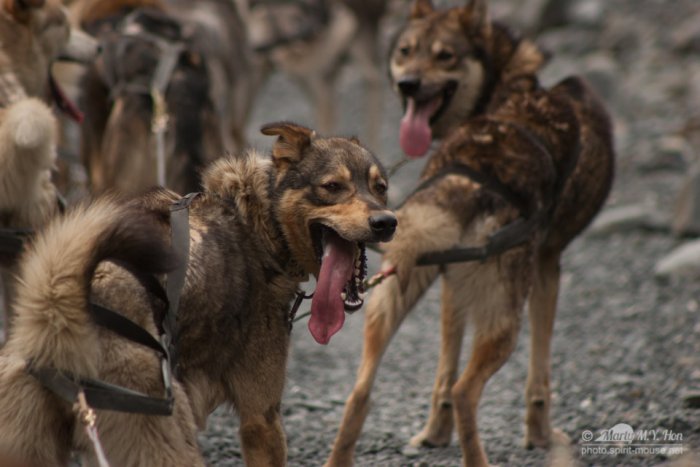 Seavey's Ididaride Tour, Seward, Alaska
