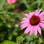 Helenium
