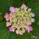 Yard flower