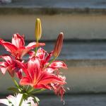 Lilies