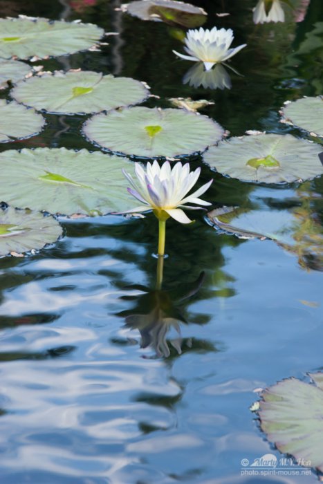 Water Lily