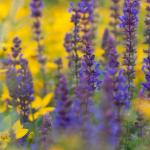 Lavender and Helenium