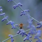 Dancing Bee