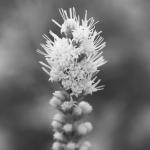 White flower plant