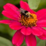 Bumble Bee (Bombus)