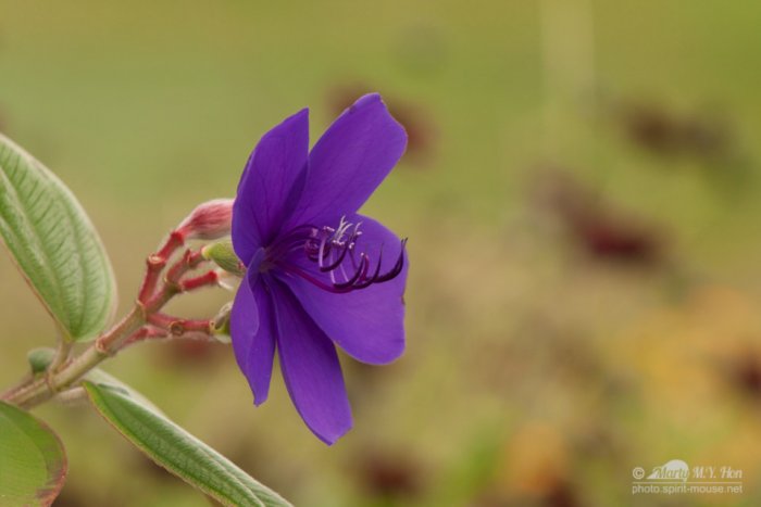 Bright violet flower