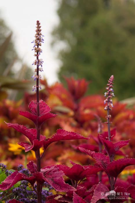 Red leaves tall plant