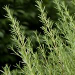 Rosemary (Rosmarinus officinalis)