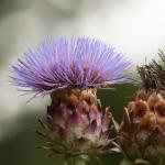 Thistle (Cirsium vulgare)