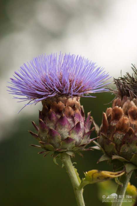 Thistle (Cirsium vulgare)