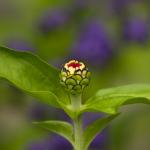 Green stem of a flower