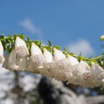 Foxglove (Scrophulariaceae Digitalis)