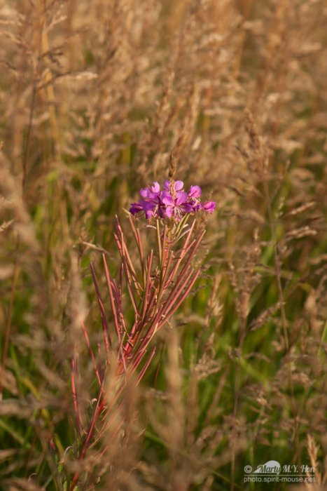 Fireweed