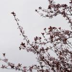 Spring reaching up
