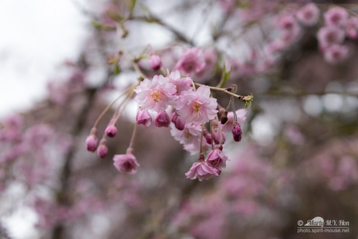 Early Spring Cherry Blossom
