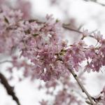 Early Spring Cherry Blossom