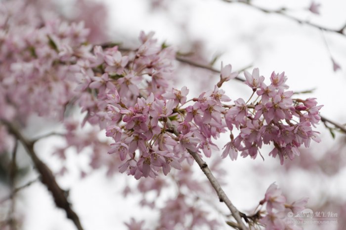 Early Spring Cherry Blossom