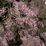 Early Spring Cherry Blossom