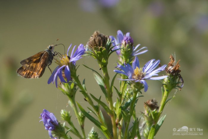 Nectar feeding