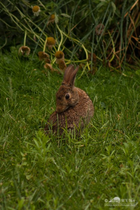 20140803_Rabbit_1751