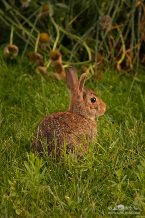 Bunny in the backyard