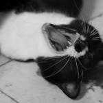 Zelda yawning