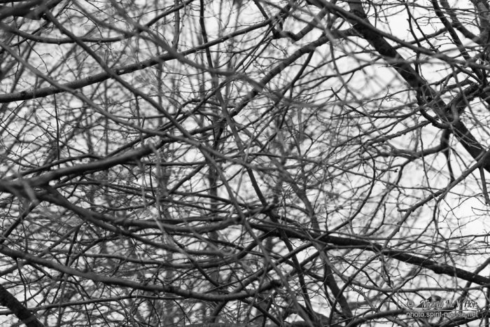 Branches
