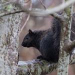 Black Squirrel