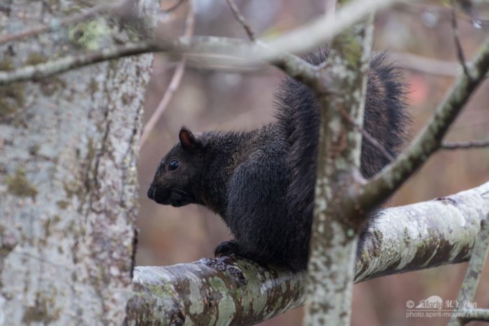 Black Squirrel