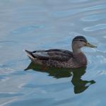 Waterfowl