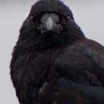 Crow close up