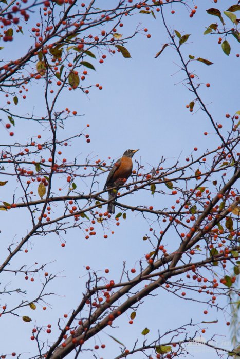 American Robin
