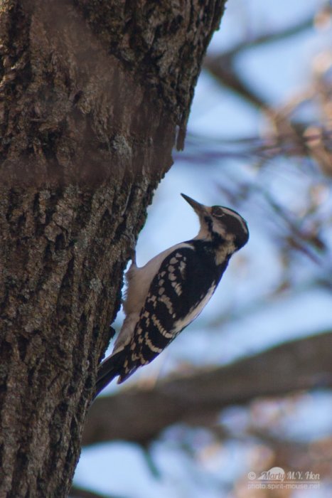 Woodpecker