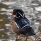 American Wood duck