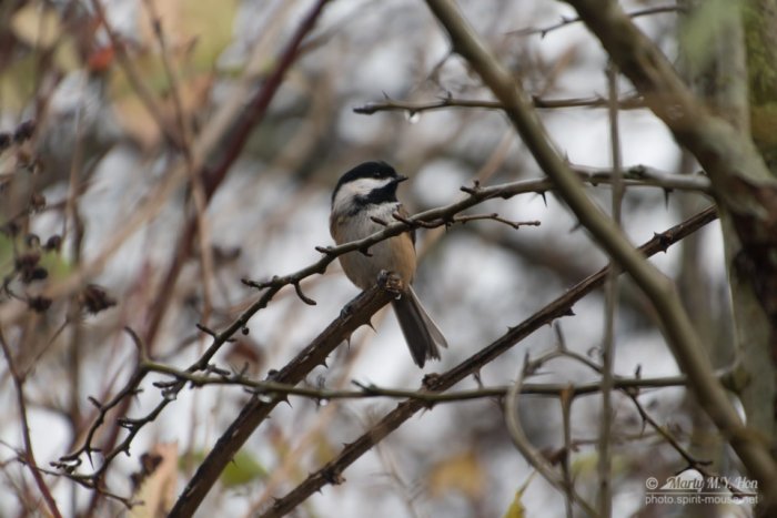 Black capped chickadee