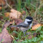 Black capped chickadee