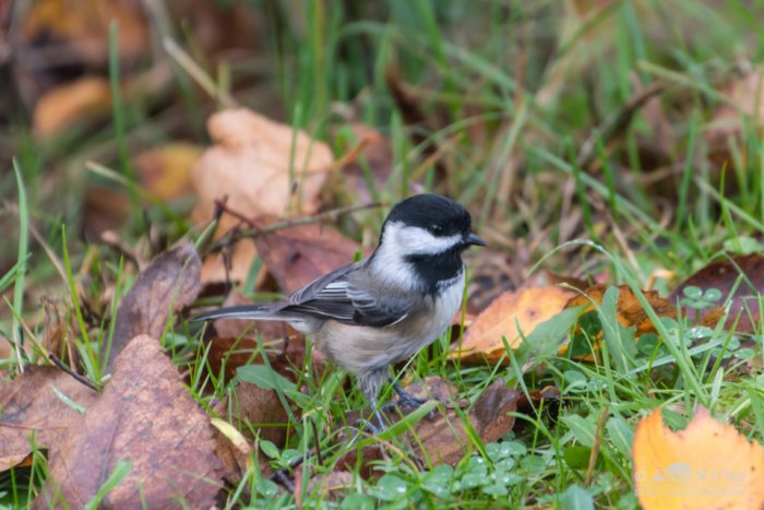 Black capped chickadee