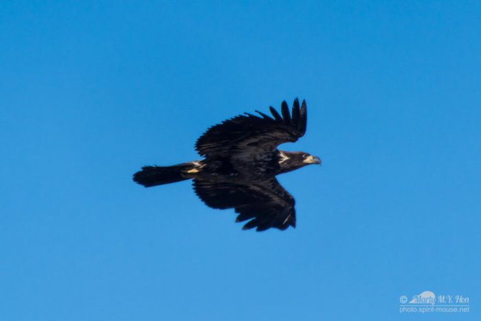 Soaring juvienille eagle