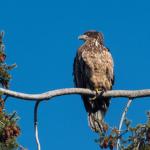 Juvienille eagle